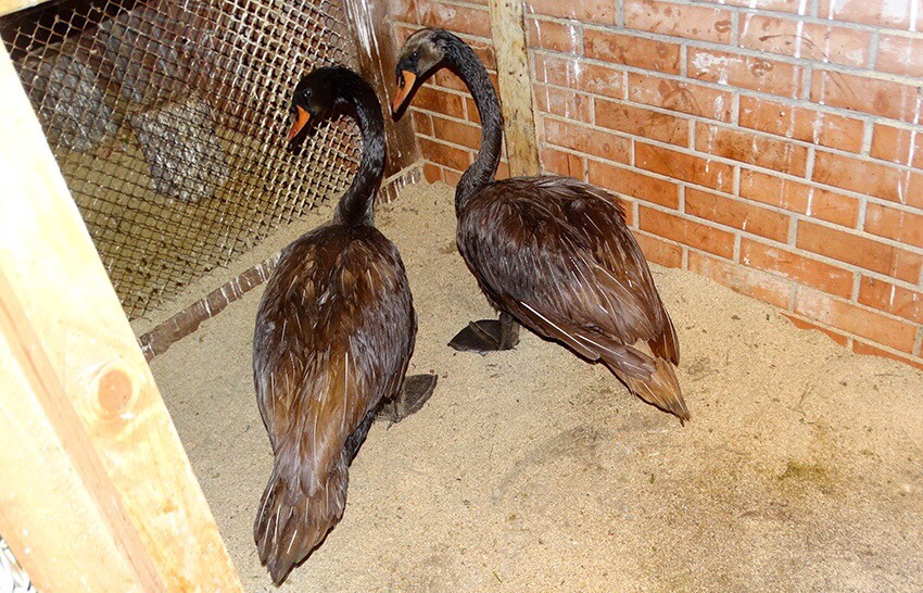 В нацпарке «Самарская Лука» погибла пара лебедей, испачкавшихся в нефти