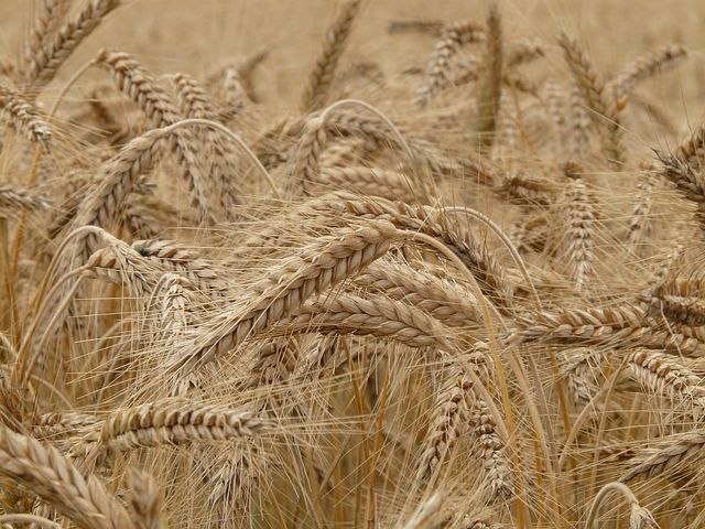 Зерно из Самарской области чаще всего продают в Иран и Латвию