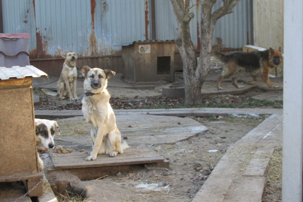 Хата самара. Приют хати Самара. Бездомные собаки Самара. Приют для собак в Самаре. Бродячие собаки в Самаре.