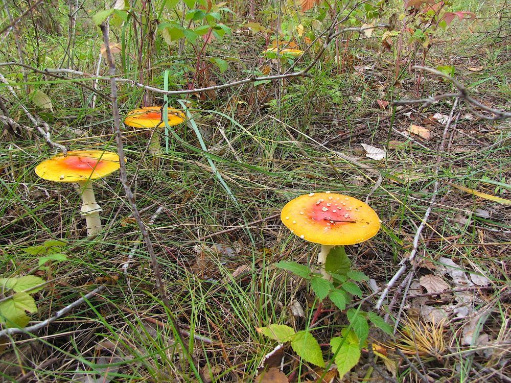 В области за полгода 15 человек отравились грибами