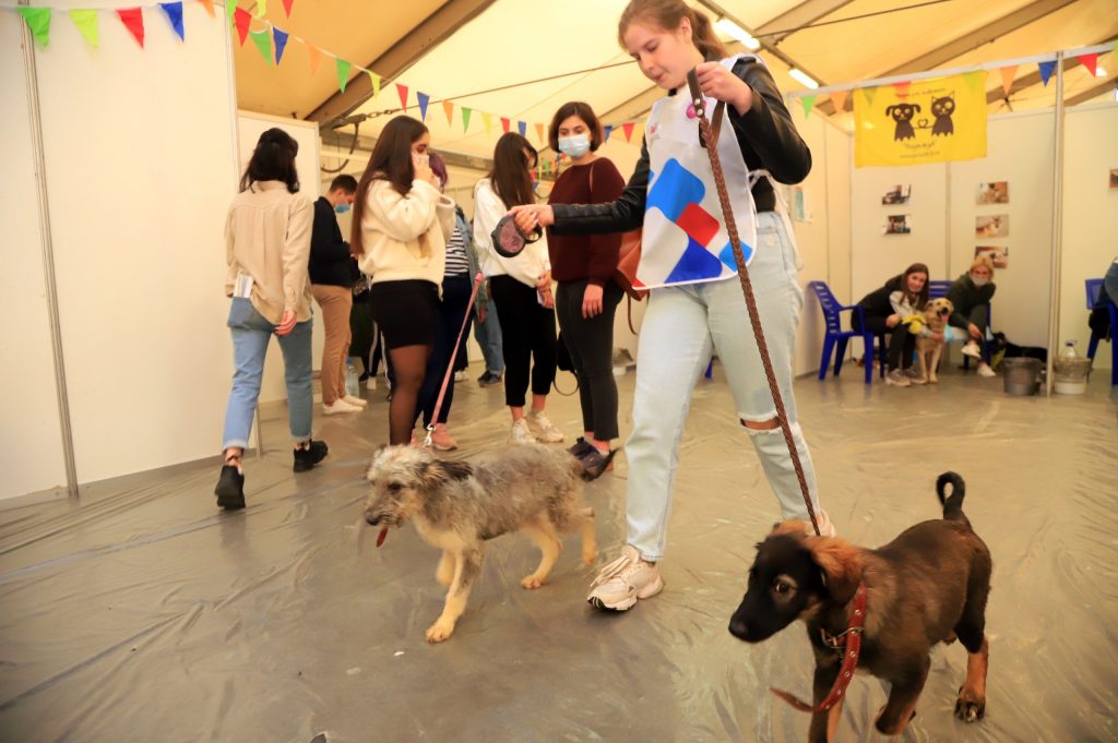 В «Экспо-Волге» открылась выставка животных из приютов