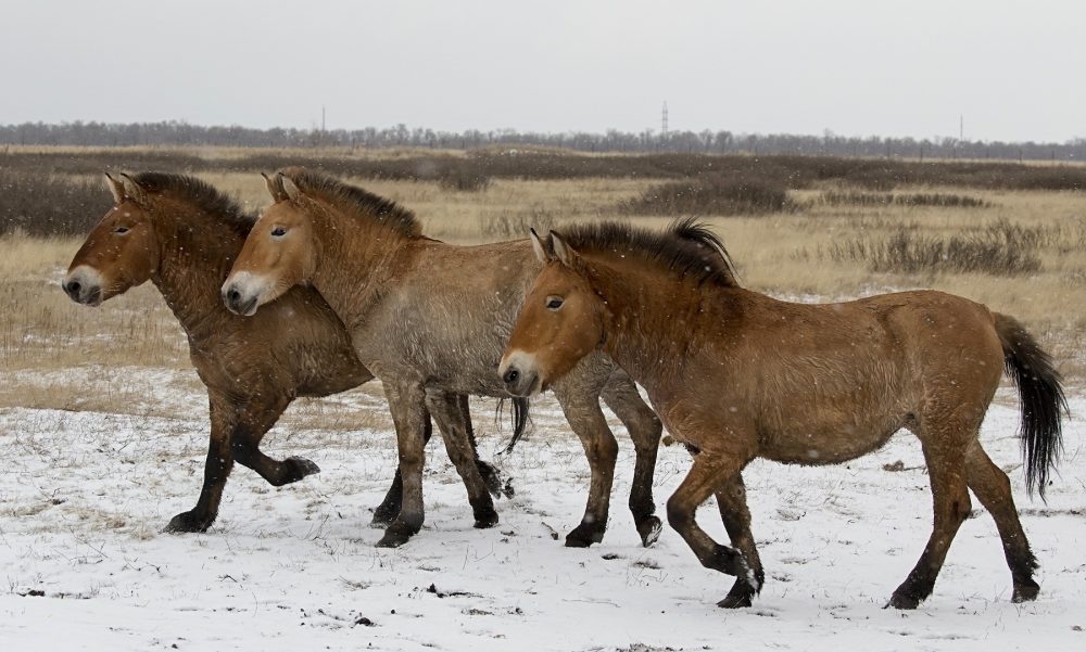 В питомник сафари-парка перевезли трех лошадей Пржевальского