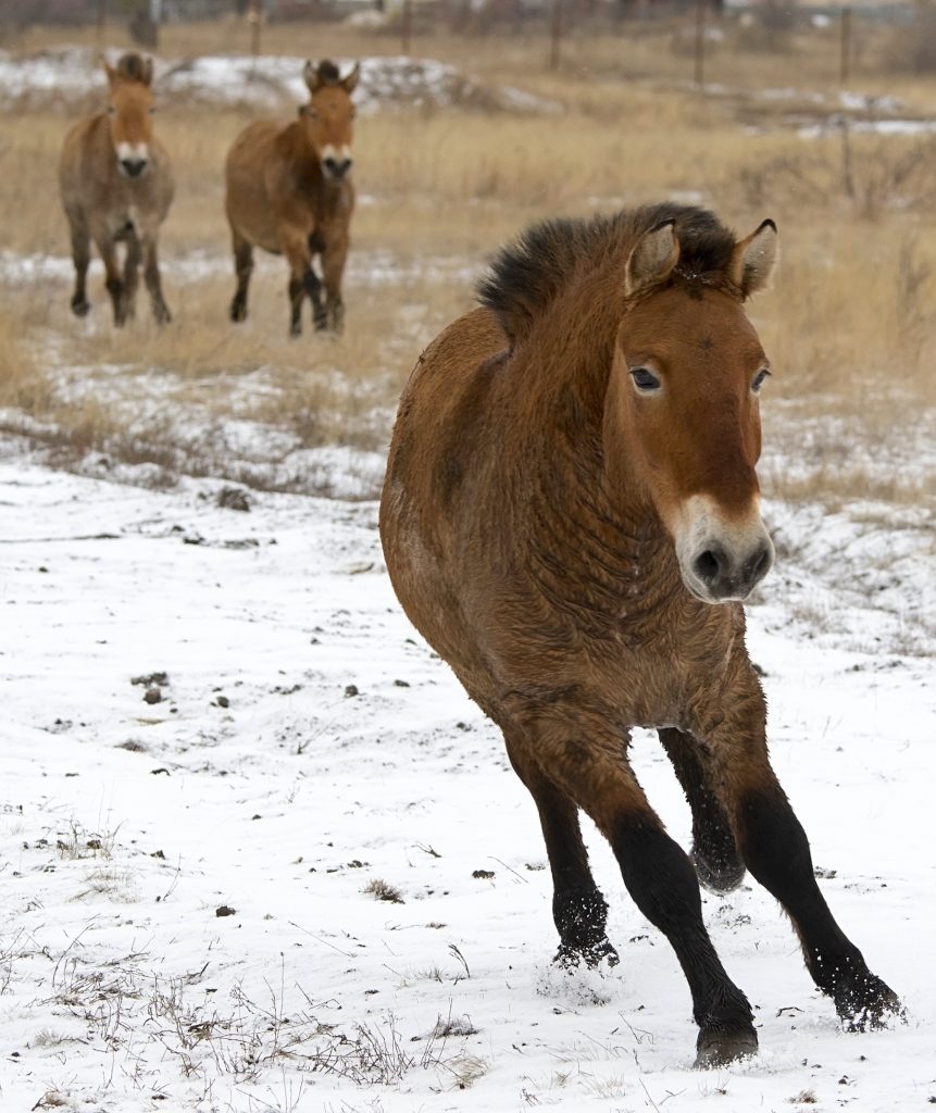 В питомник сафари-парка перевезли трех лошадей Пржевальского