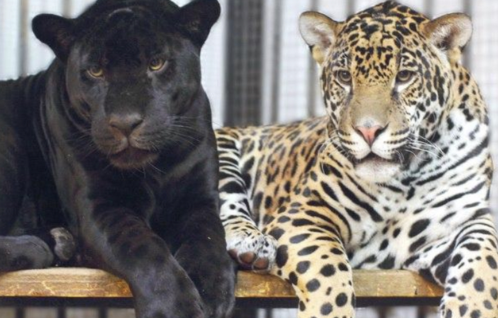 В Самарском зоопарке выберут лучшую пару