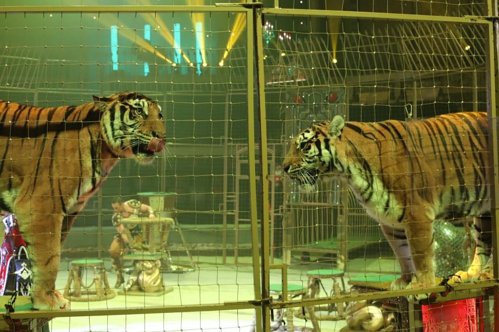 Десять хищников и хрупкая Принцесса: в Самарском цирке представят новый аттракцион с тиграми