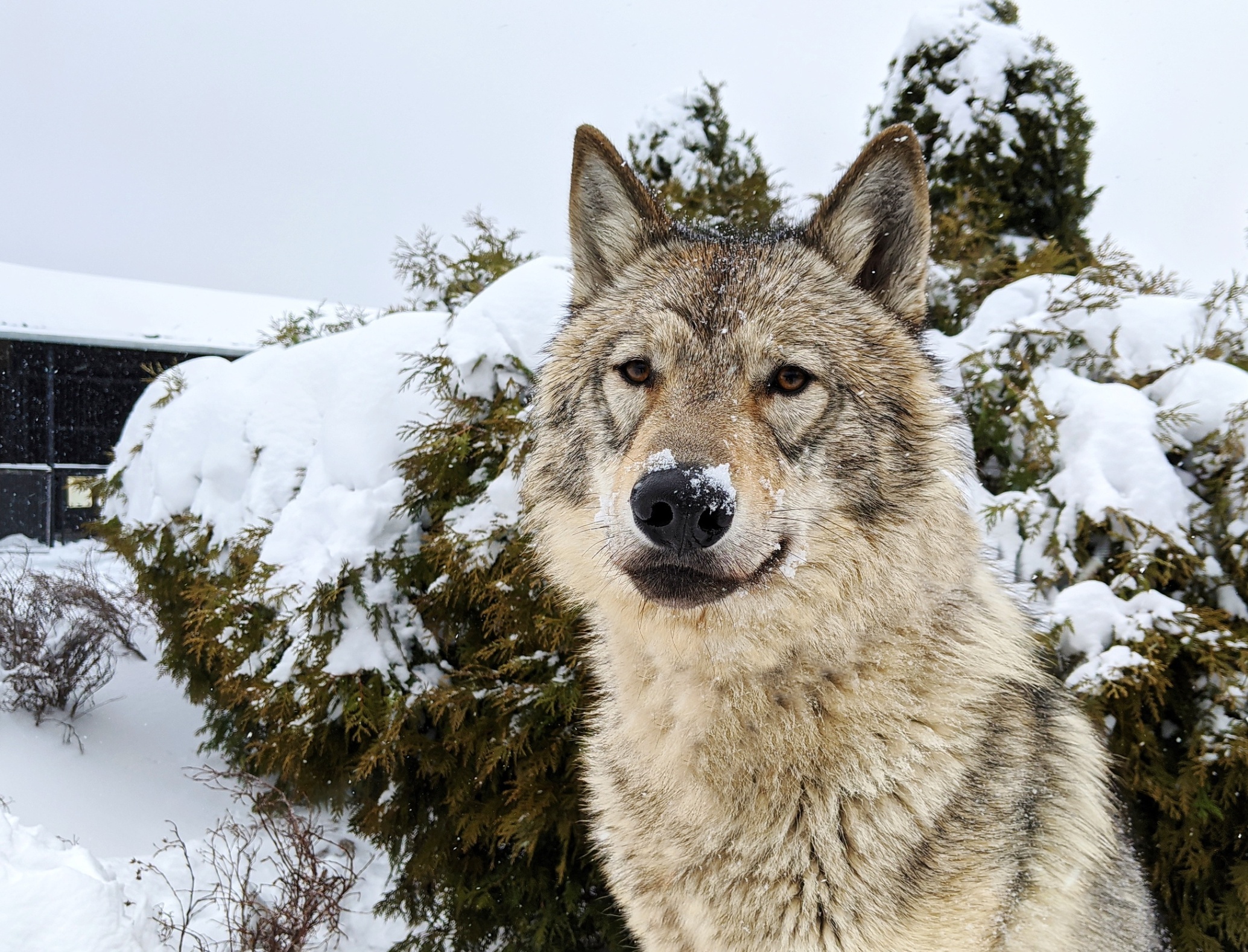 Волк мороз. Волки в Самарской области. Северный канадский волк. Самарский зоопарк волки. Не кричи: "волки!".