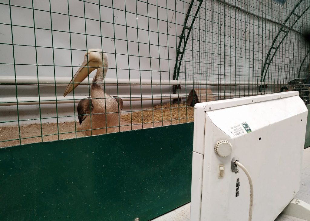 Животным Самарского зоопарка помогают пережить аномальные морозы