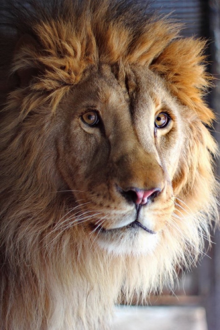 В Самарском зоопарке отпразднуют день рождения льва Цезаря