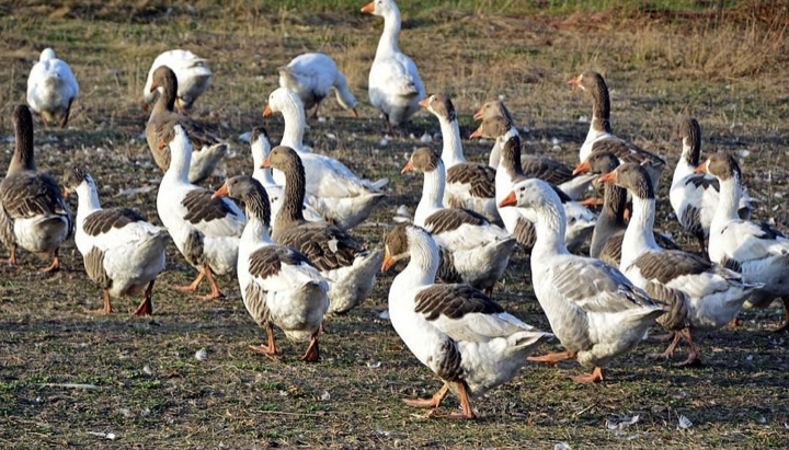 Возрождение Обшаровской птицефабрики планируют начать с гусей