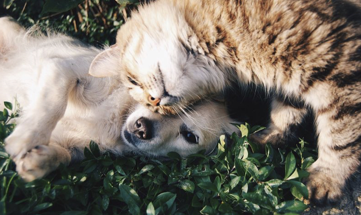 В Госдуму внесли законопроект об обязательной регистрации домашних кошек и собак