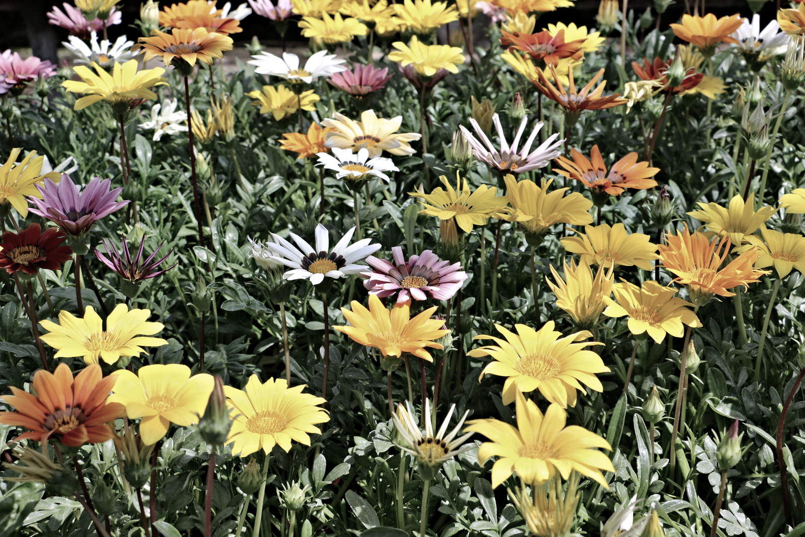 В Самаре в этом году высадят около 1,5 млн цветов