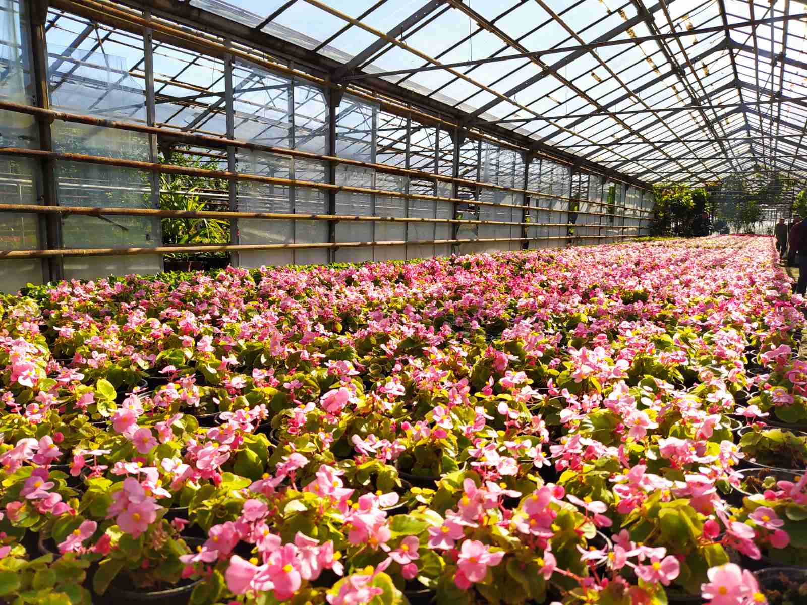 В питомниках Самары вырастили 1,5 миллиона цветов