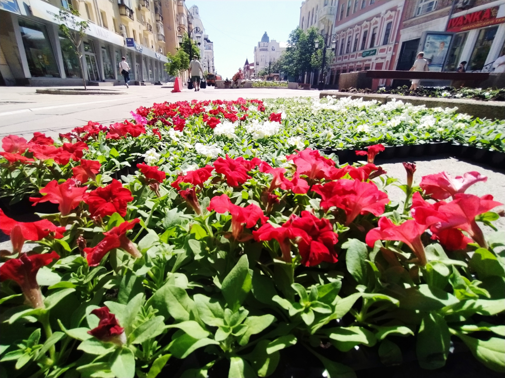 На улице Ленинградской в Самаре восстанавливают цветники после жары