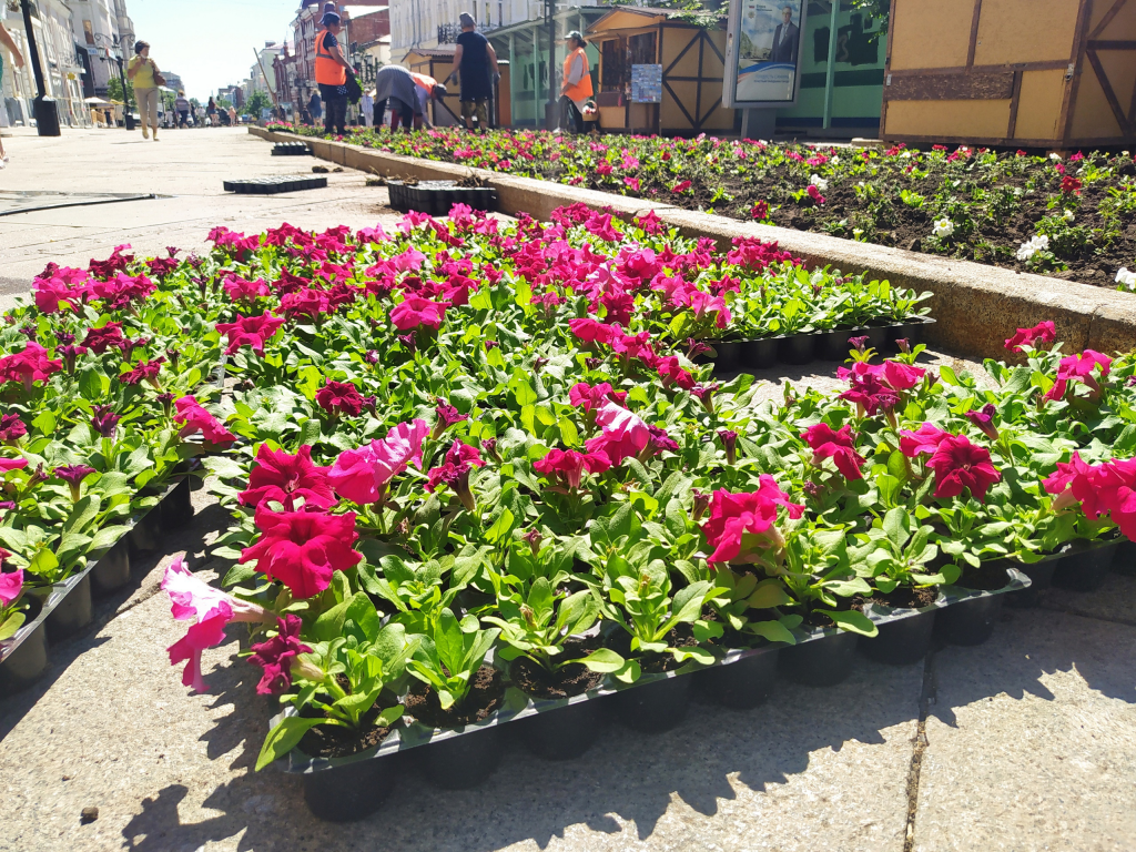 На улице Ленинградской в Самаре восстанавливают цветники после жары
