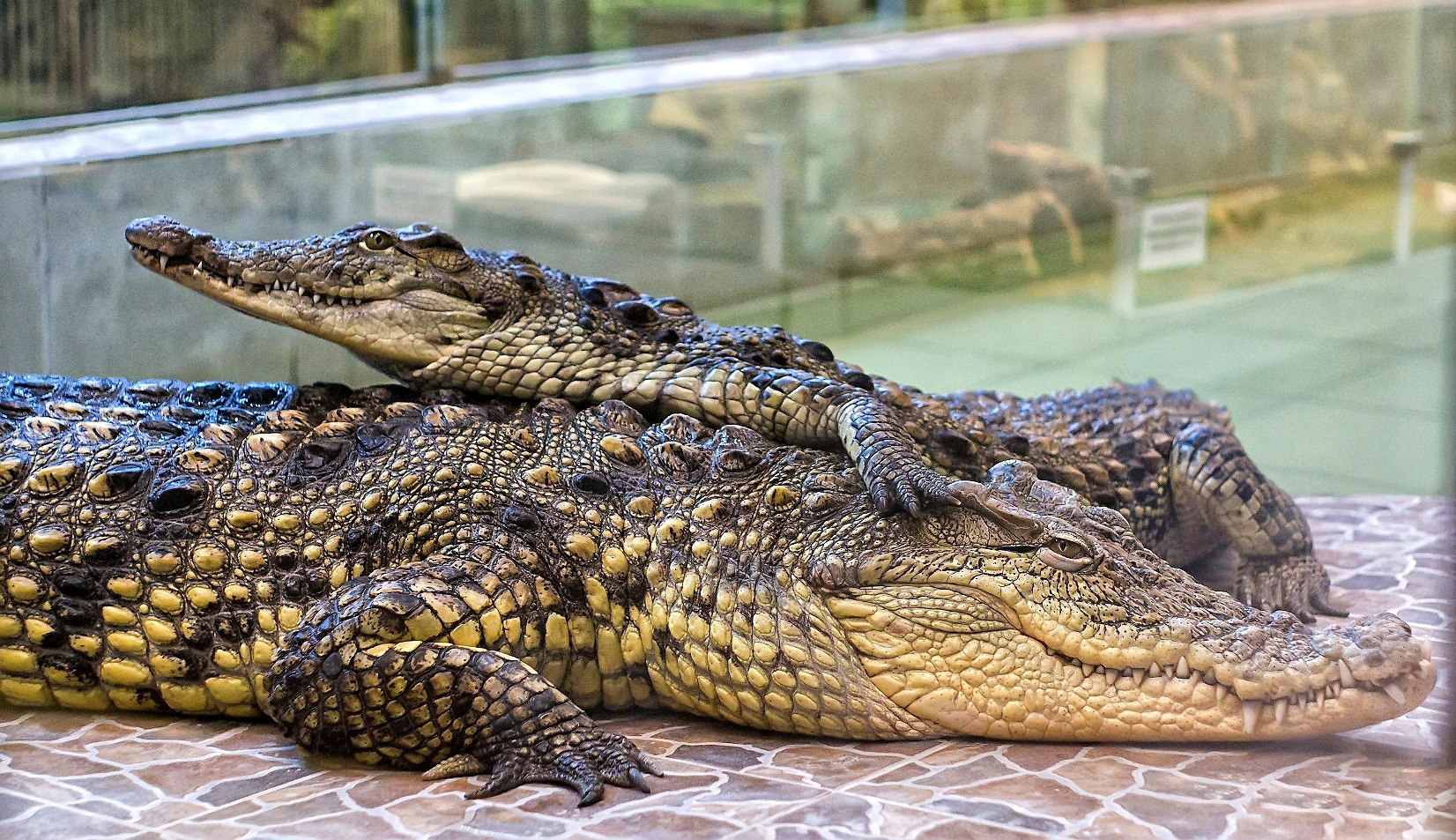 В Самарском зоопарке отметят Всемирный день крокодила