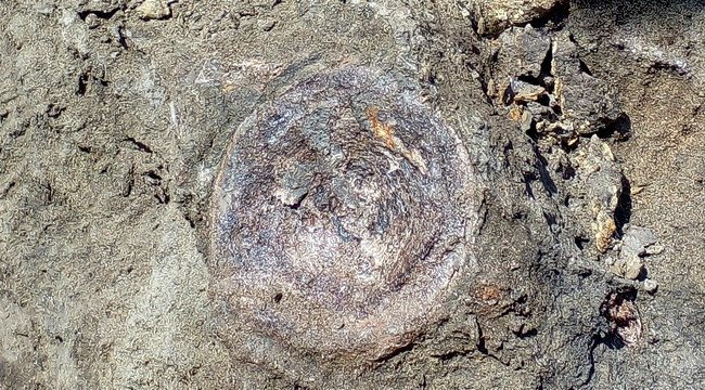 Самарские исследователи из Политеха нашли часть скелета ихтиозавра