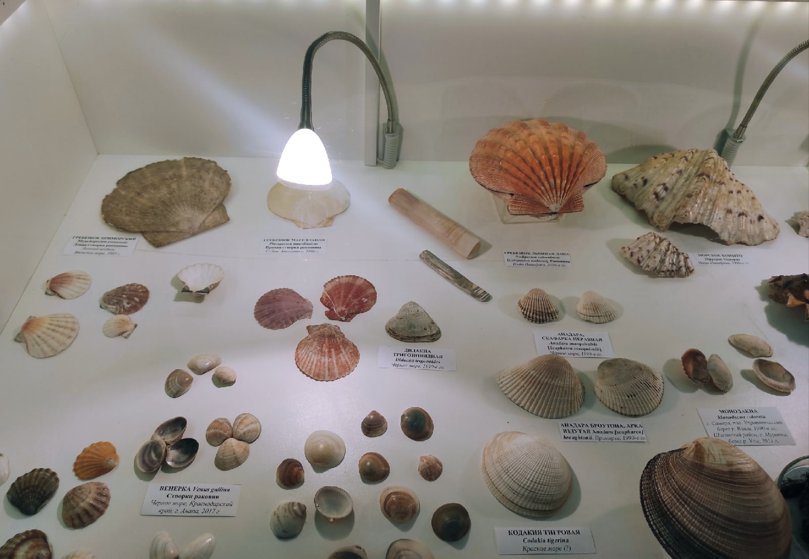Самарцев приглашают на выставку моллюсков в музее Алабина