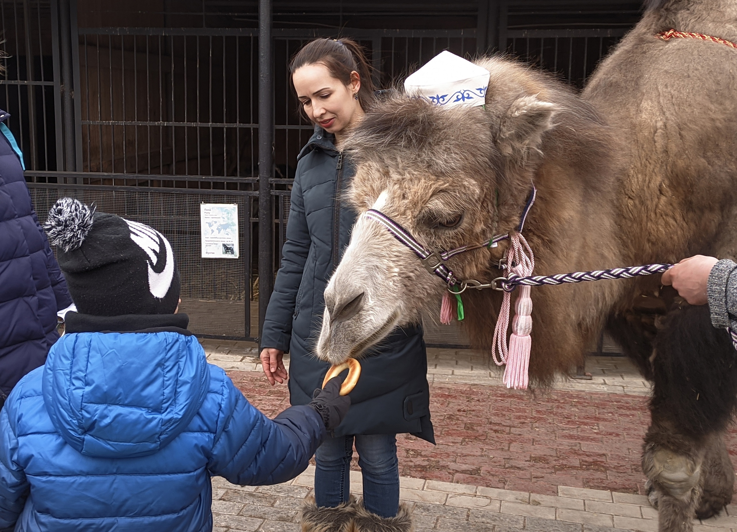 В Самарском зоопарке отметят Всемирный день верблюда