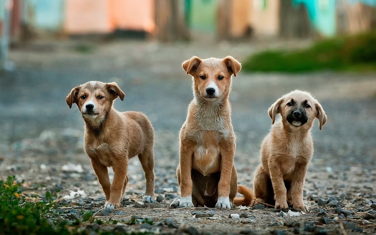 В Самарской области планируют отловить 9 тысяч бездомных собак
