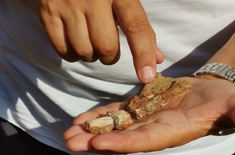Самарские палеонтологи нашли останки древних лягушек