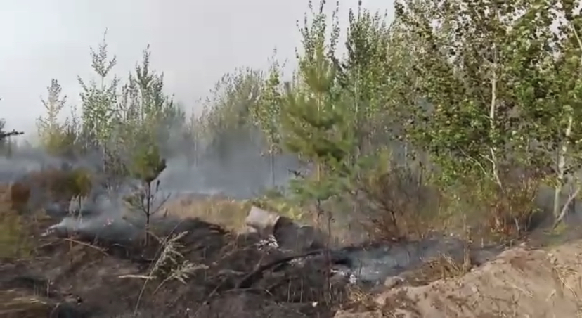 Причиной лесного пожара в Тольятти мог стать поджог