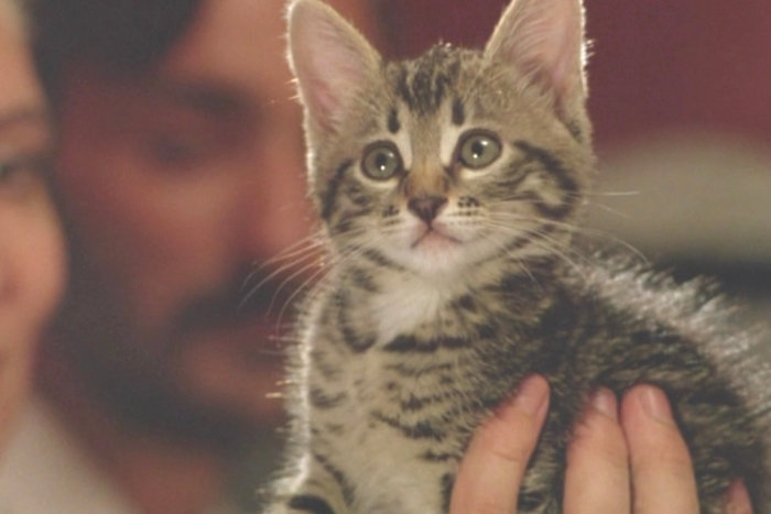 Мягкая лапка: топ-5 фильмов к Всемирному дню кошек
