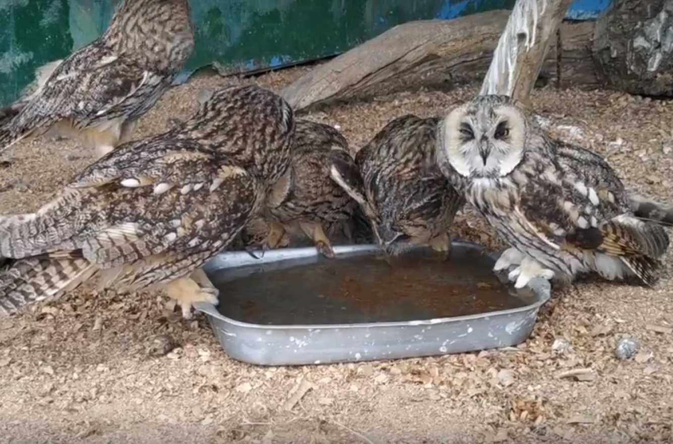 Обитатели Самарского зоопарка благополучно переживают аномальную жару