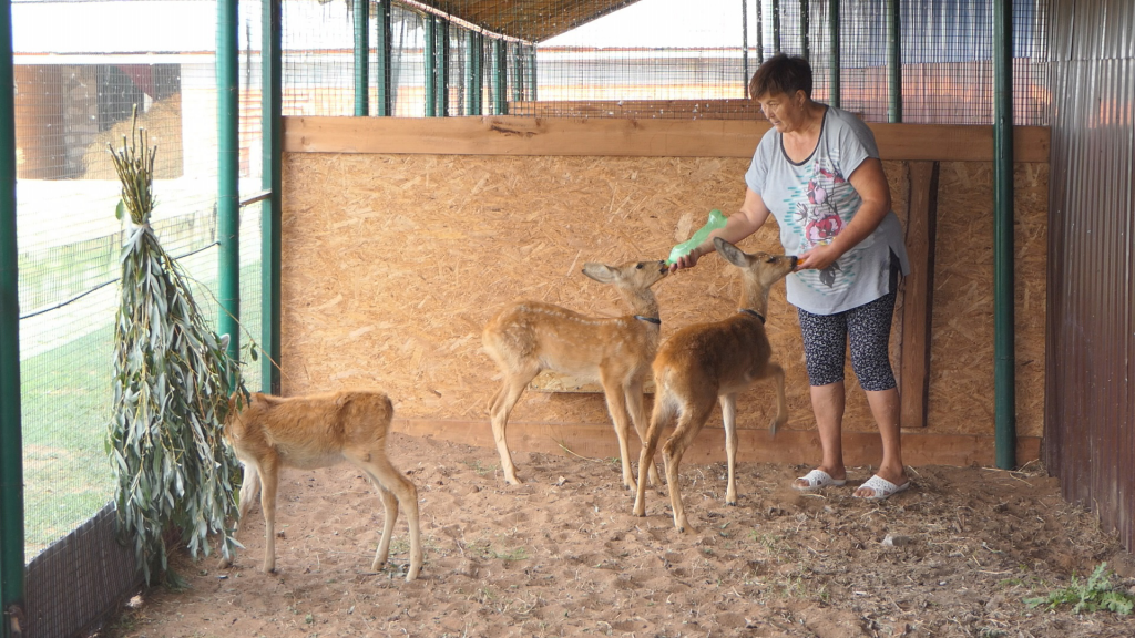 В питомнике Самарского зоопарка поселились три детеныша косули