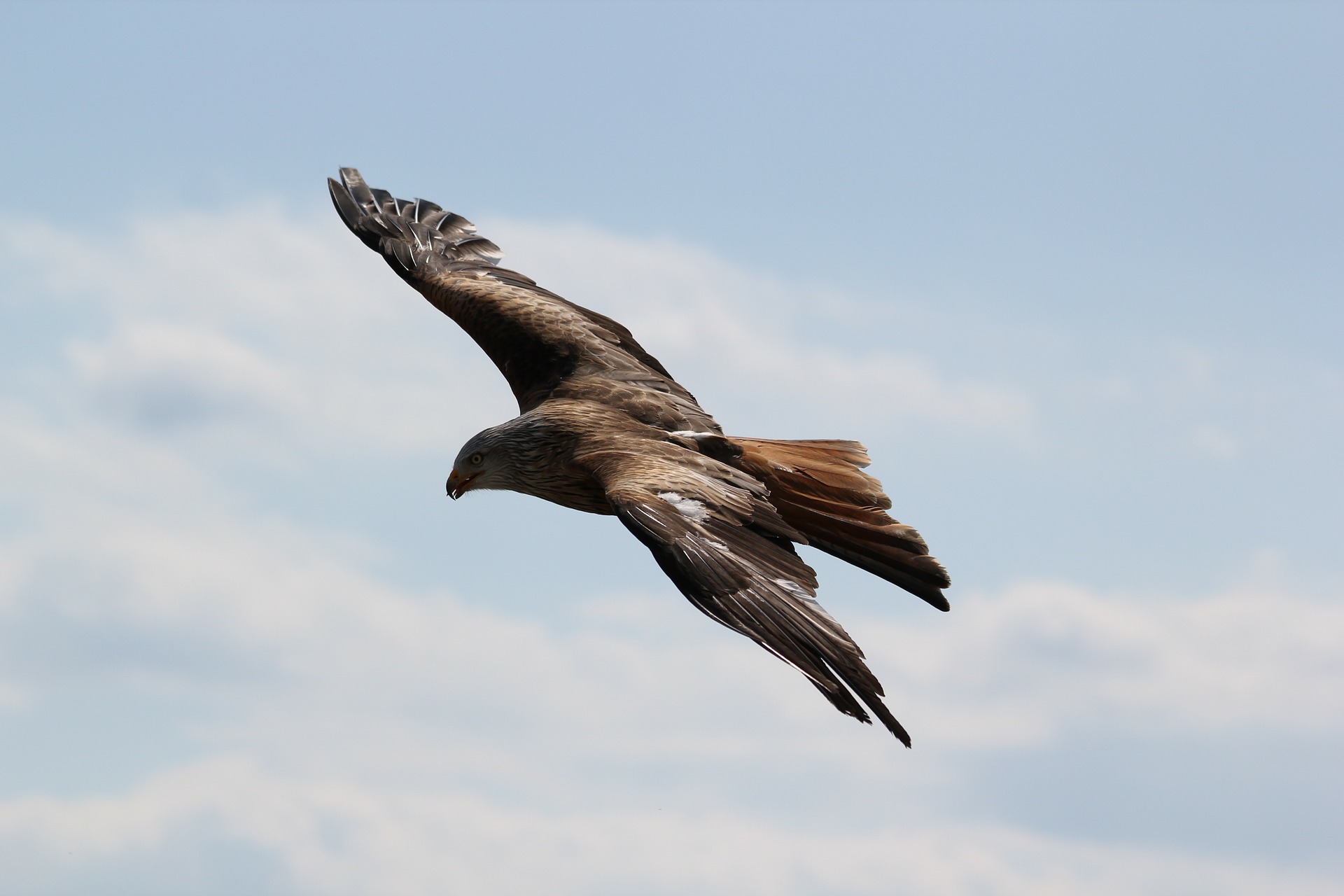 В национальном парке «Самарская Лука» выпустили на волю орлана-белохвоста