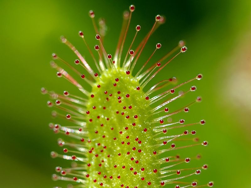 Хищные, движущиеся и даже съедобные: топ-10 растений для тех, кому надоела герань
