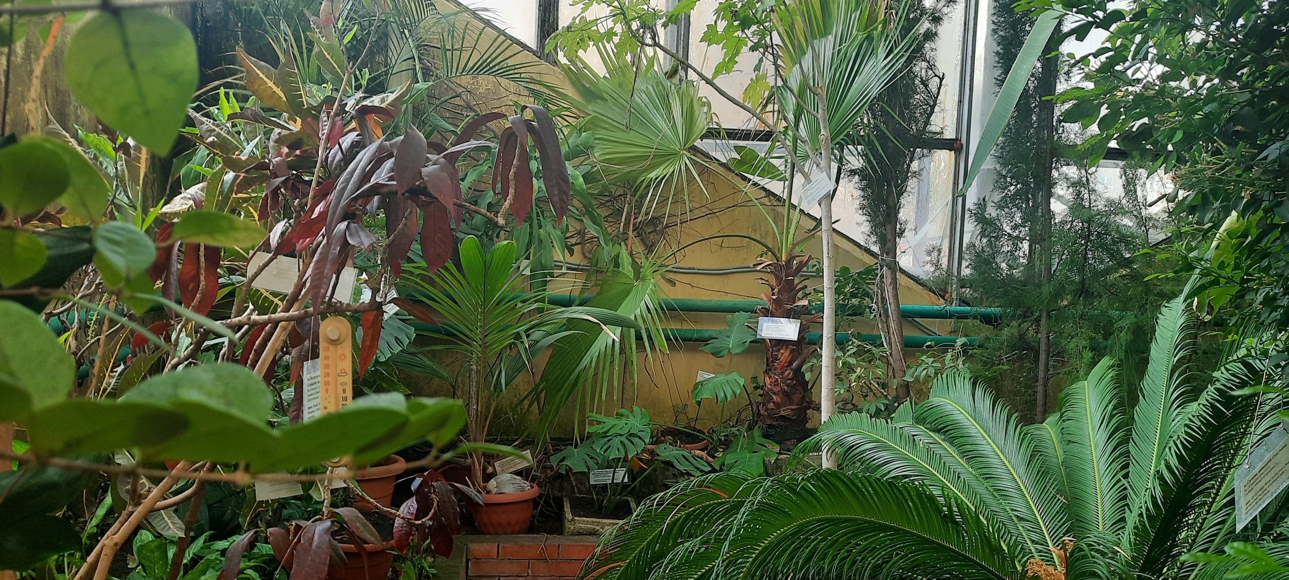 В оранжерее детского центра представлены уникальные растения