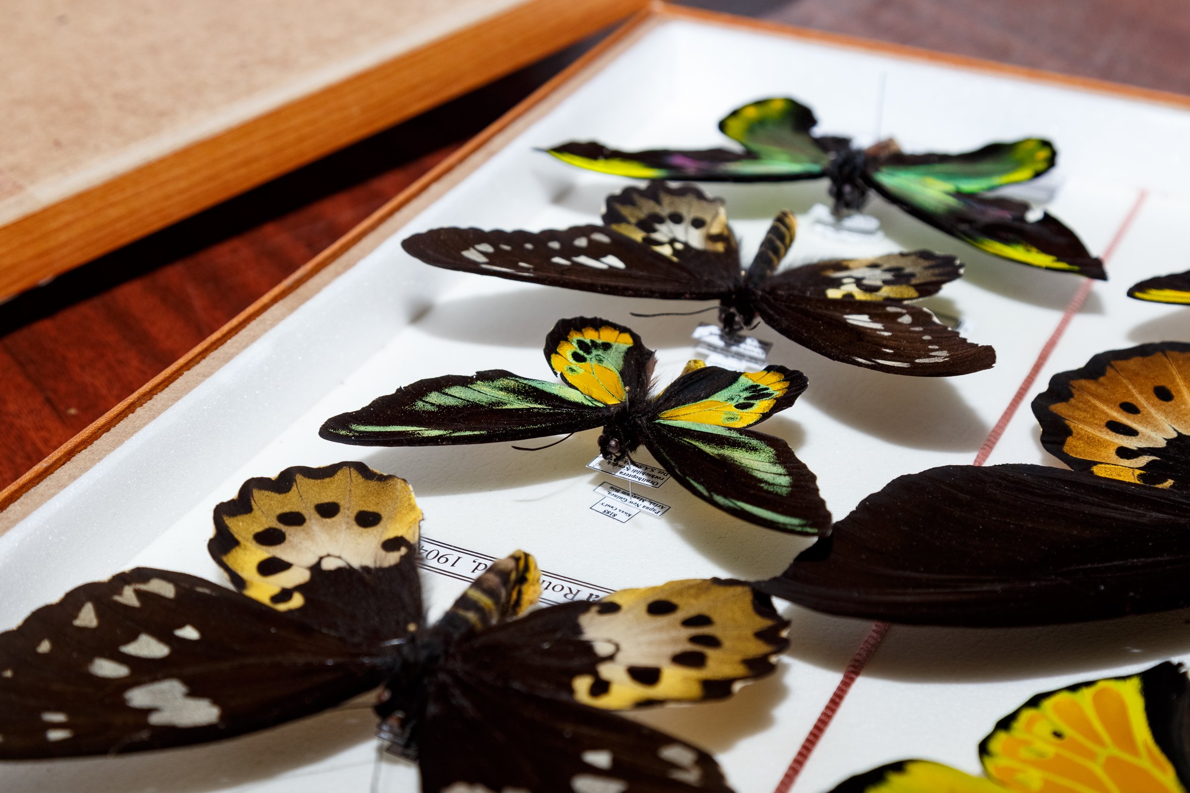 В Самаре планируют создать мультимедийную выставку из 75 тысяч экспонатов бабочек
