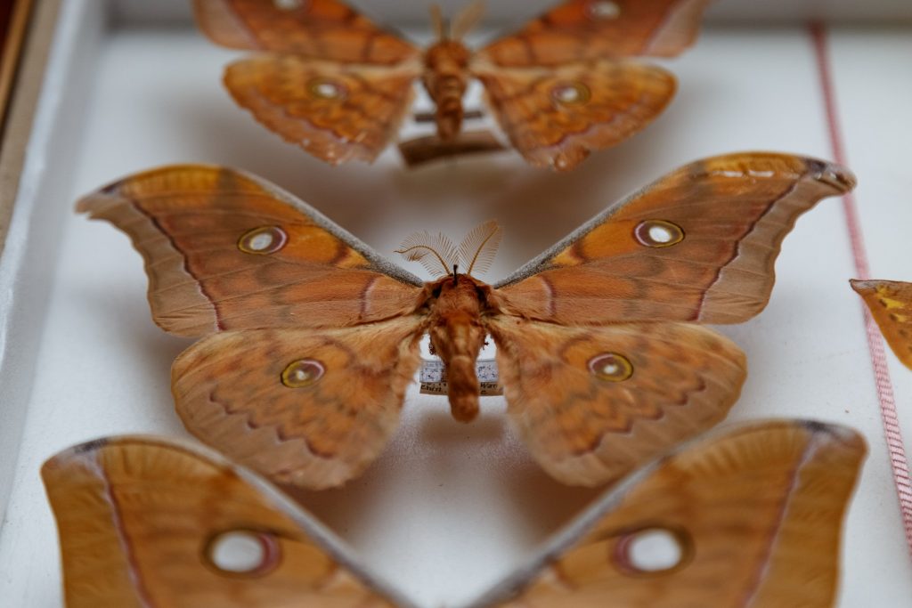 В Самаре планируют создать мультимедийную выставку из 75 тысяч экспонатов бабочек