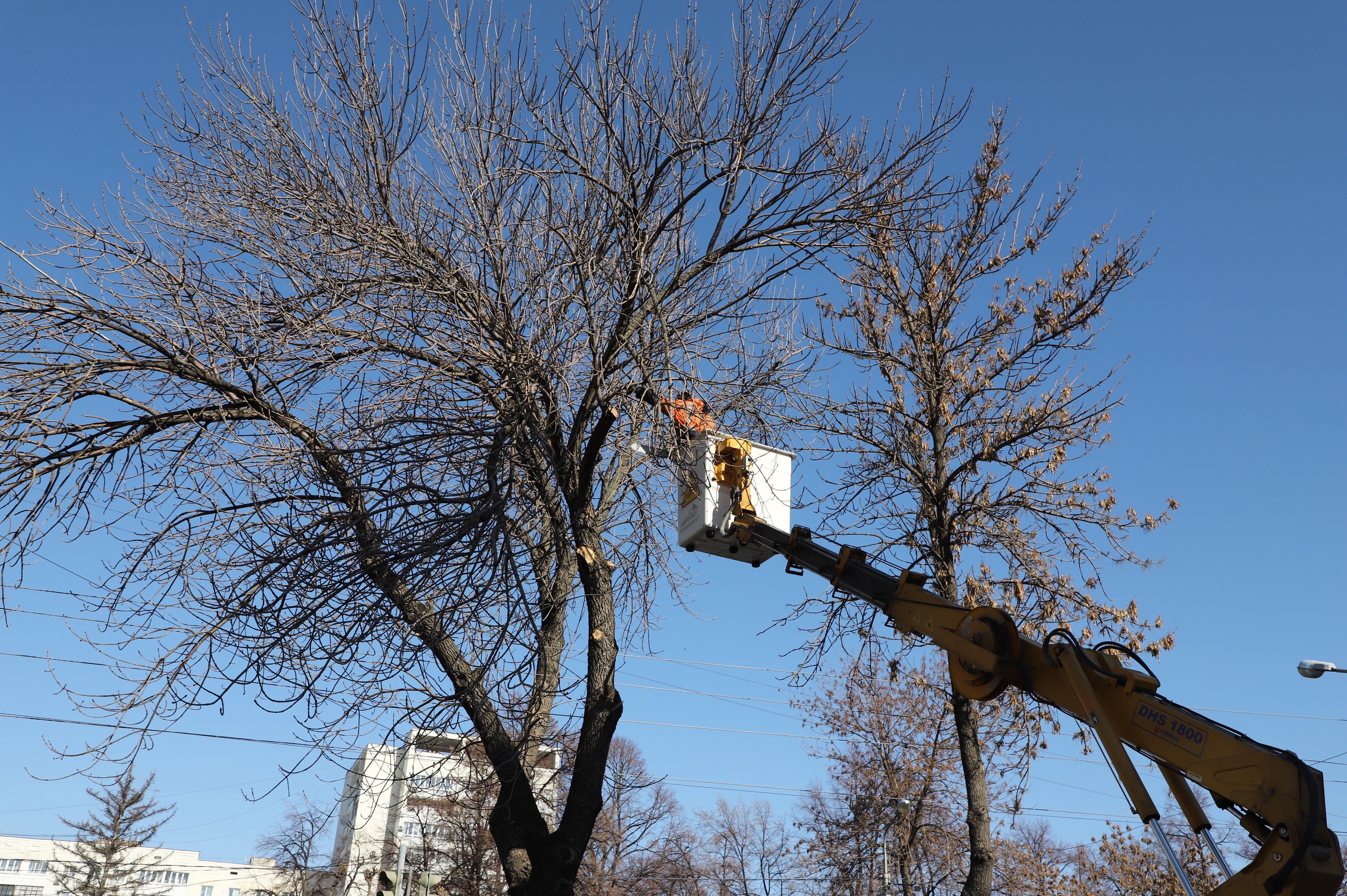 В Самаре ведется санитарная обрезка деревьев