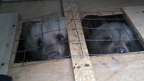Самарские таможенники не отпустили четырех бурых медвежат в Узбекистан