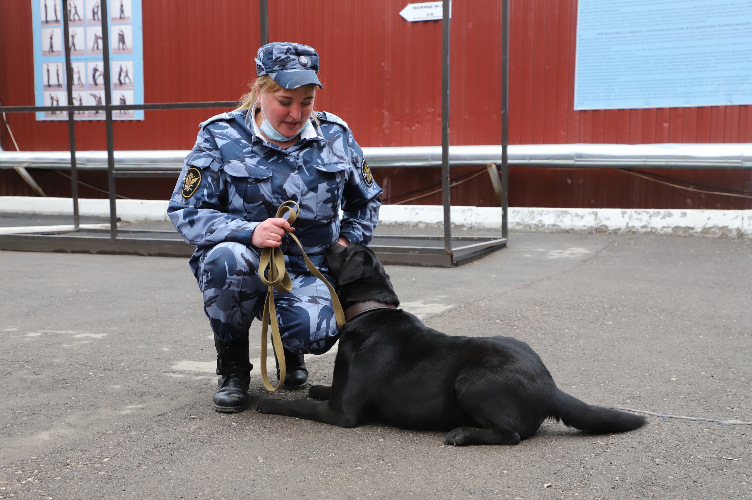 Напарники и верные друзья. В УФСИН по Самарской области служат 195 собак