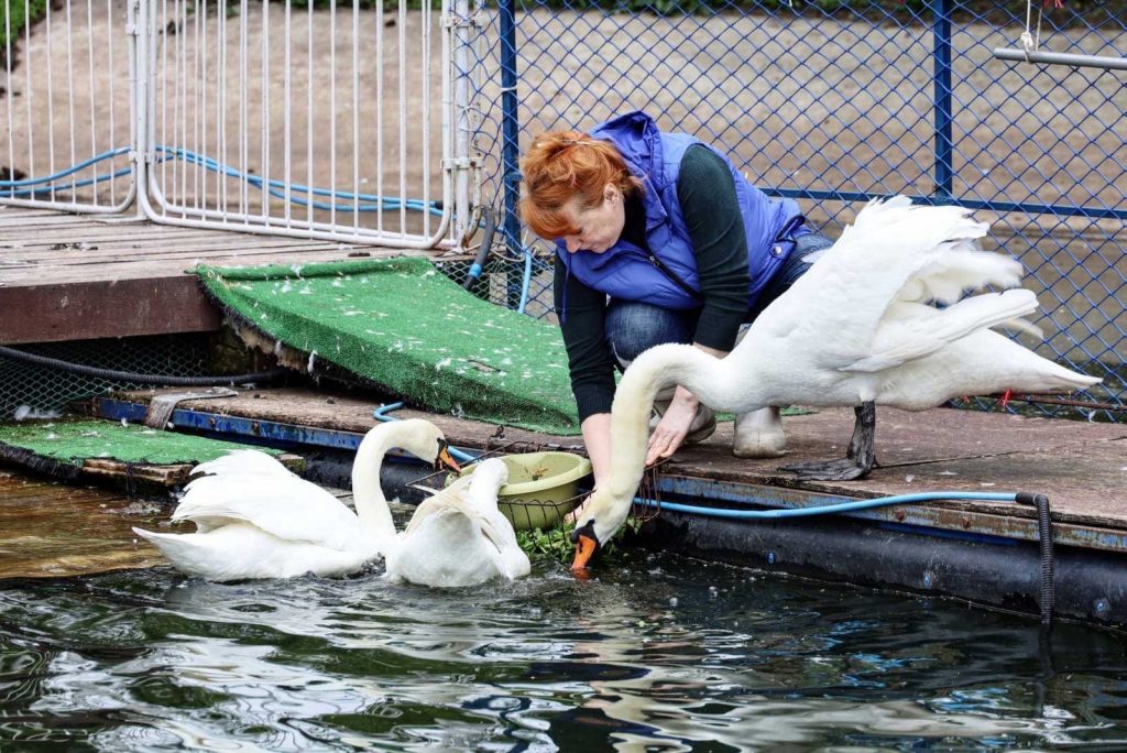 В парке Металлургов в Самаре появились еще шесть лебедей