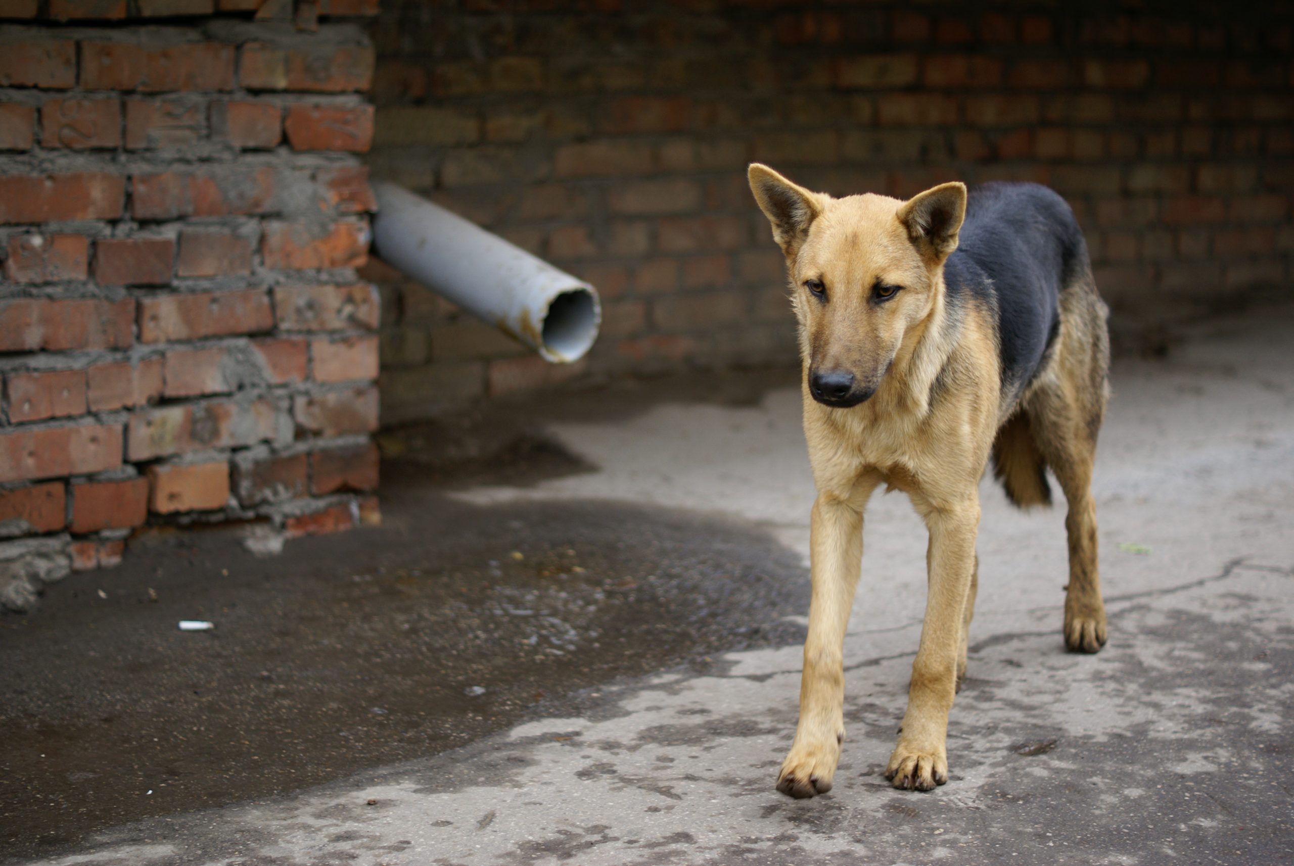 В Самаре уменьшилось количество бездомных собак
