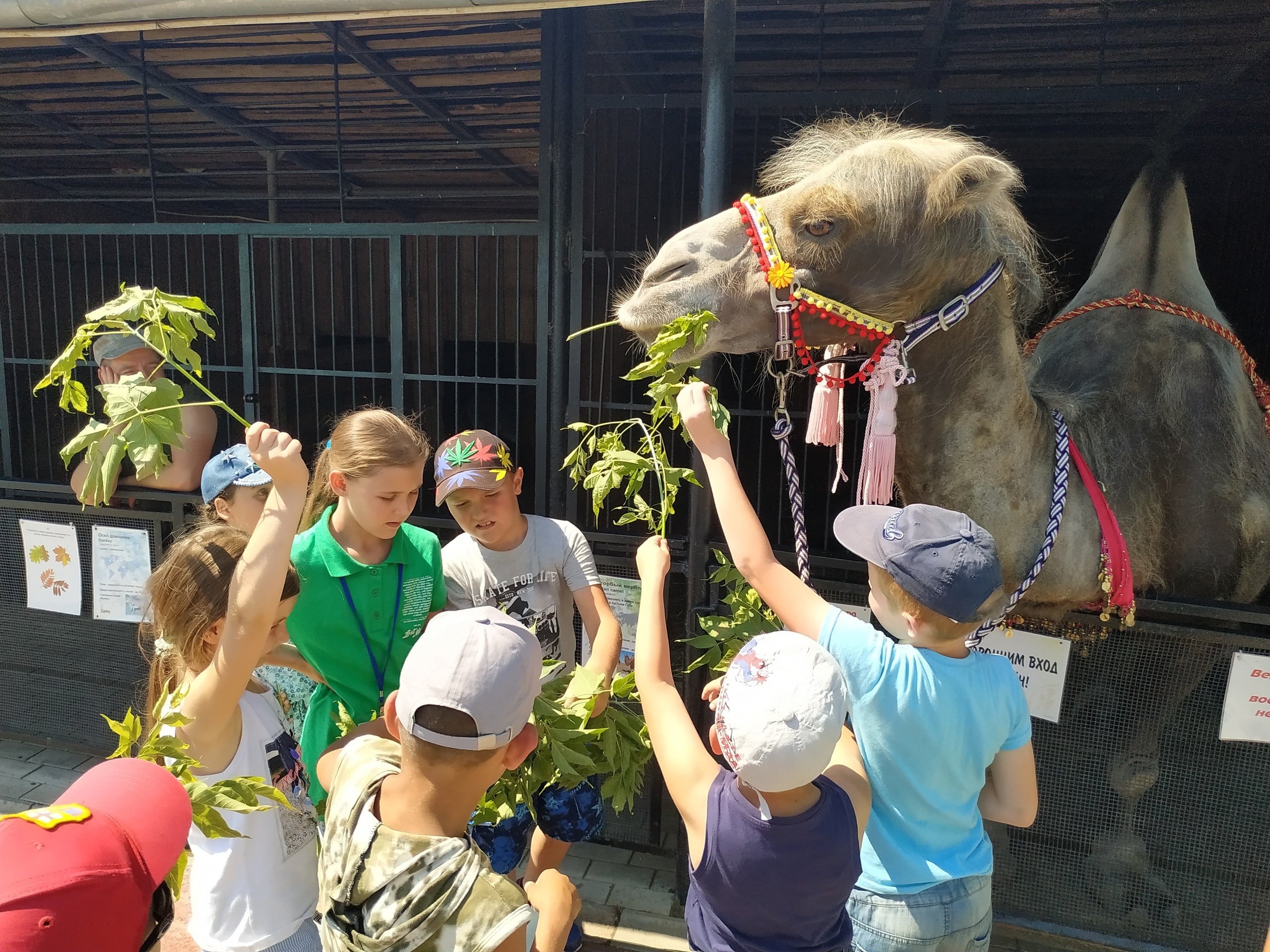 В Самарском зоопарке отметят всемирный день верблюда