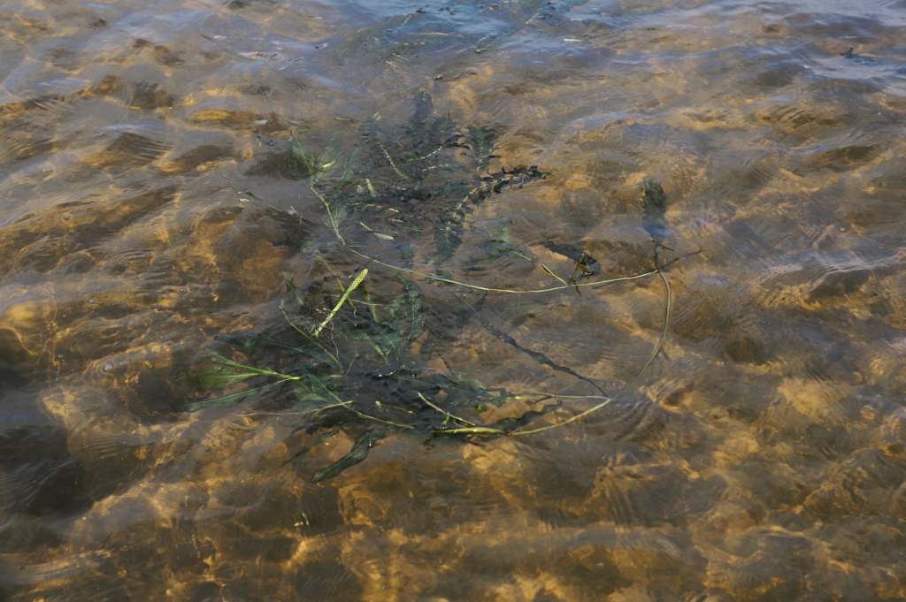 В местах массового купания на Волге продолжают убирать водоросли