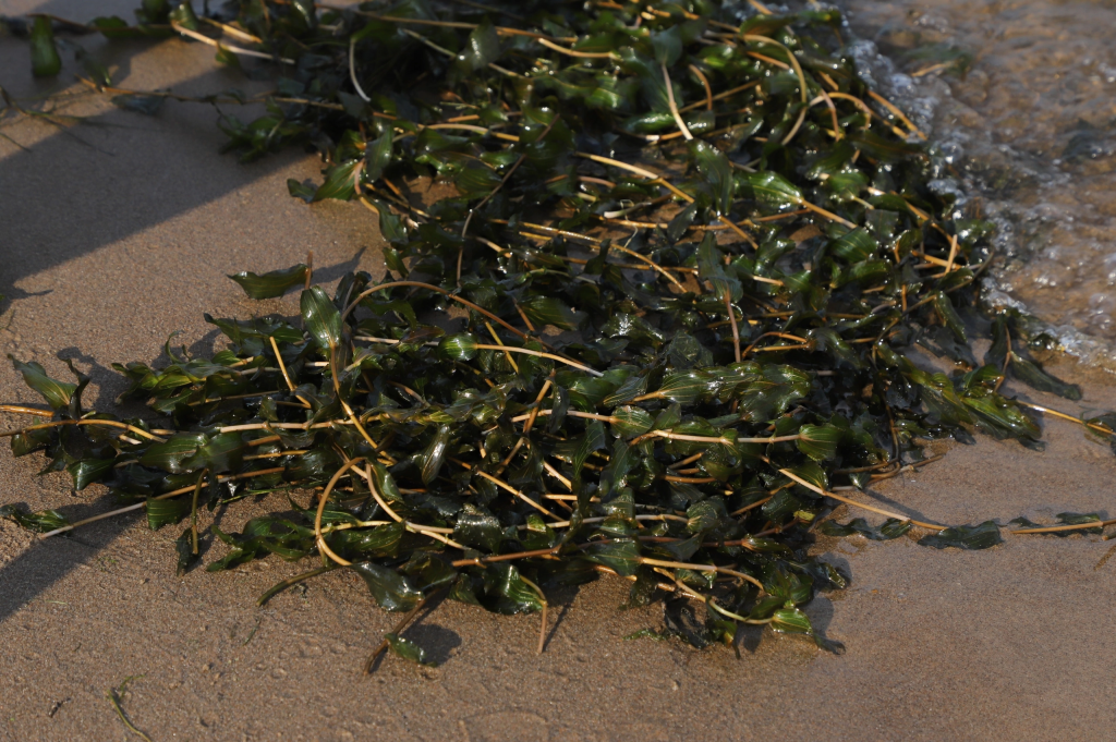 В местах массового купания на Волге продолжают убирать водоросли
