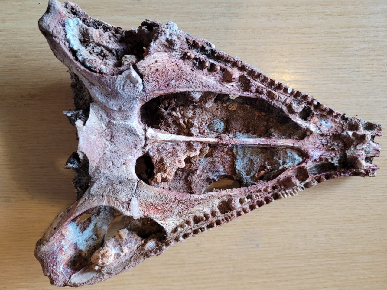 В Самарской области нашли череп древней зубастой лягушки