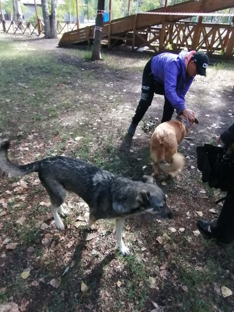 В самарском парке Победы поймали бездомных собак