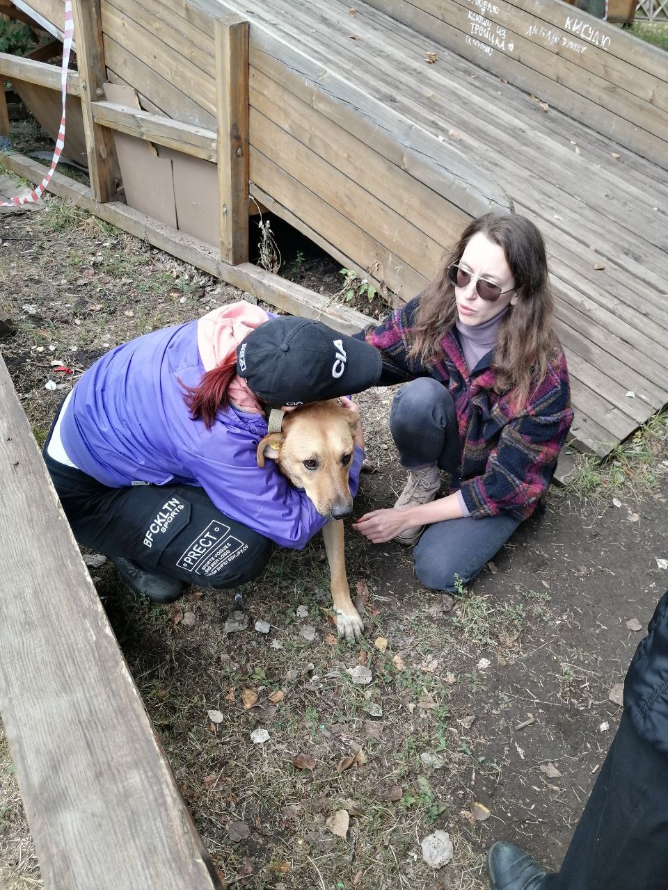 В самарском парке Победы поймали бездомных собак