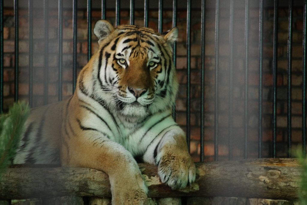 В Самарском зоопарке отметят День амурского тигра