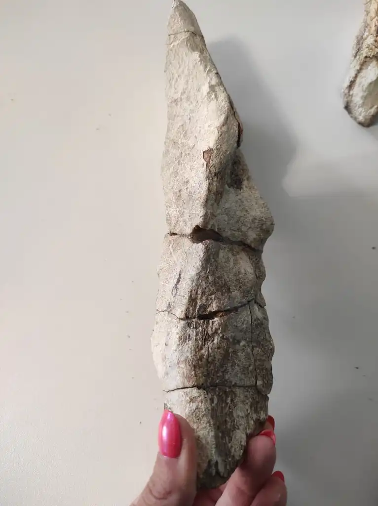 Палеонтологи обнаружили челюсти гигантской химеры в Самарской области