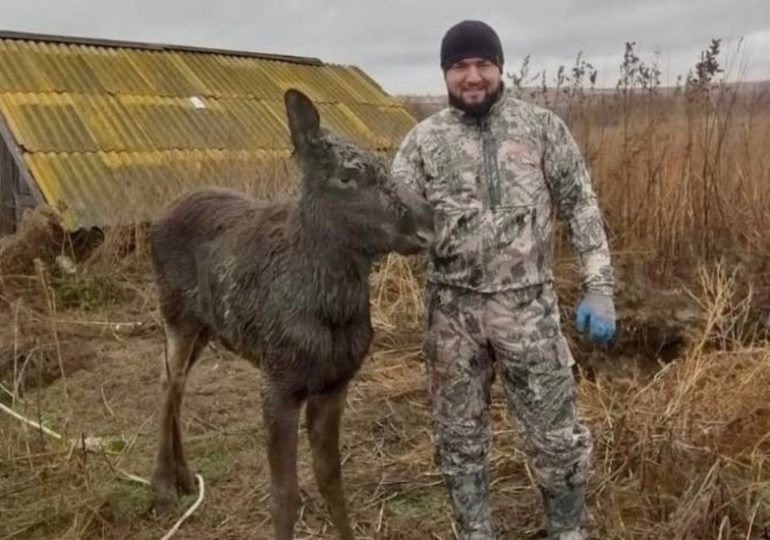 Житель Самарской области спас лосенка, застрявшего в погребе
