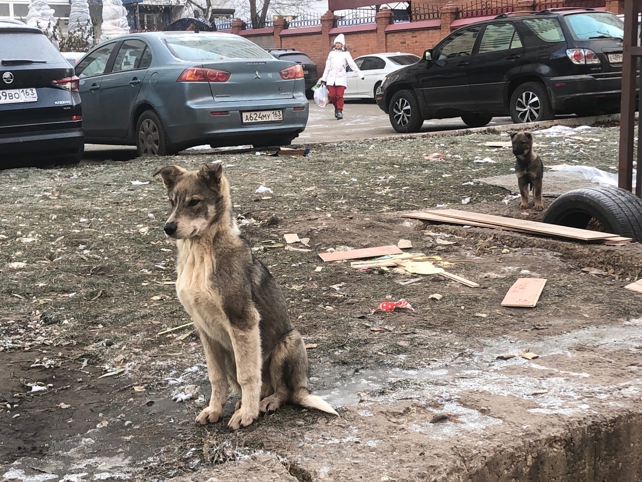 На улице Лейтенанта Шмидта в Самаре отловили шесть бездомных собак