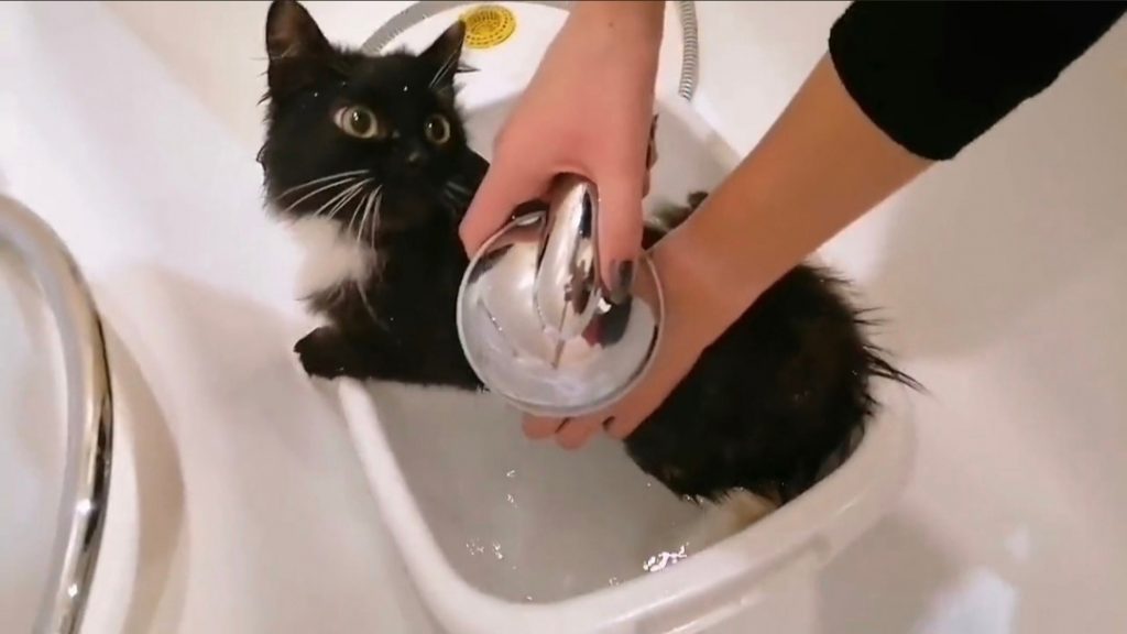 Как купать кошку