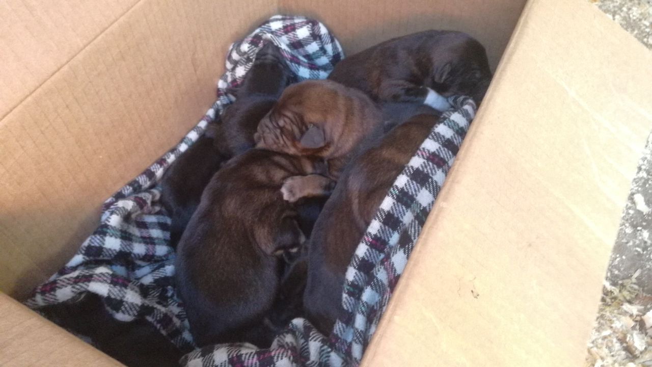В Самаре специалисты по отлову безнадзорных животных спасли из норы новорожденных щенков